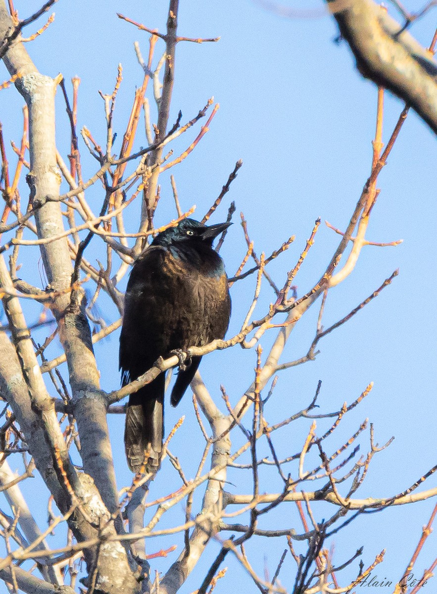 Common Grackle - ML612741547