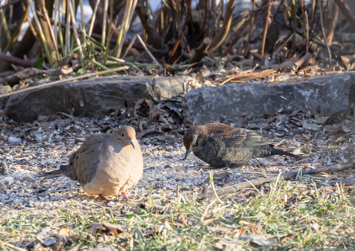 Rusty Blackbird - ML612741554