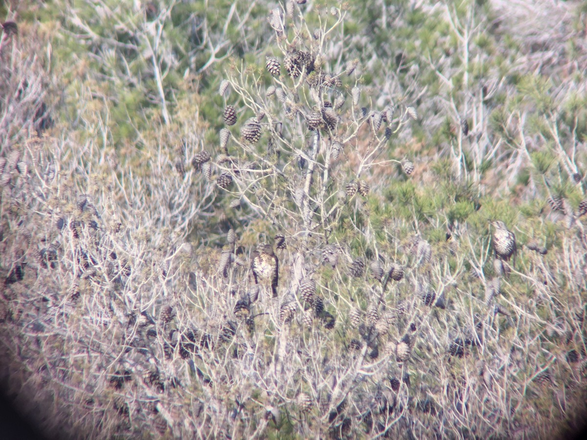 Mistle Thrush - ML612741558