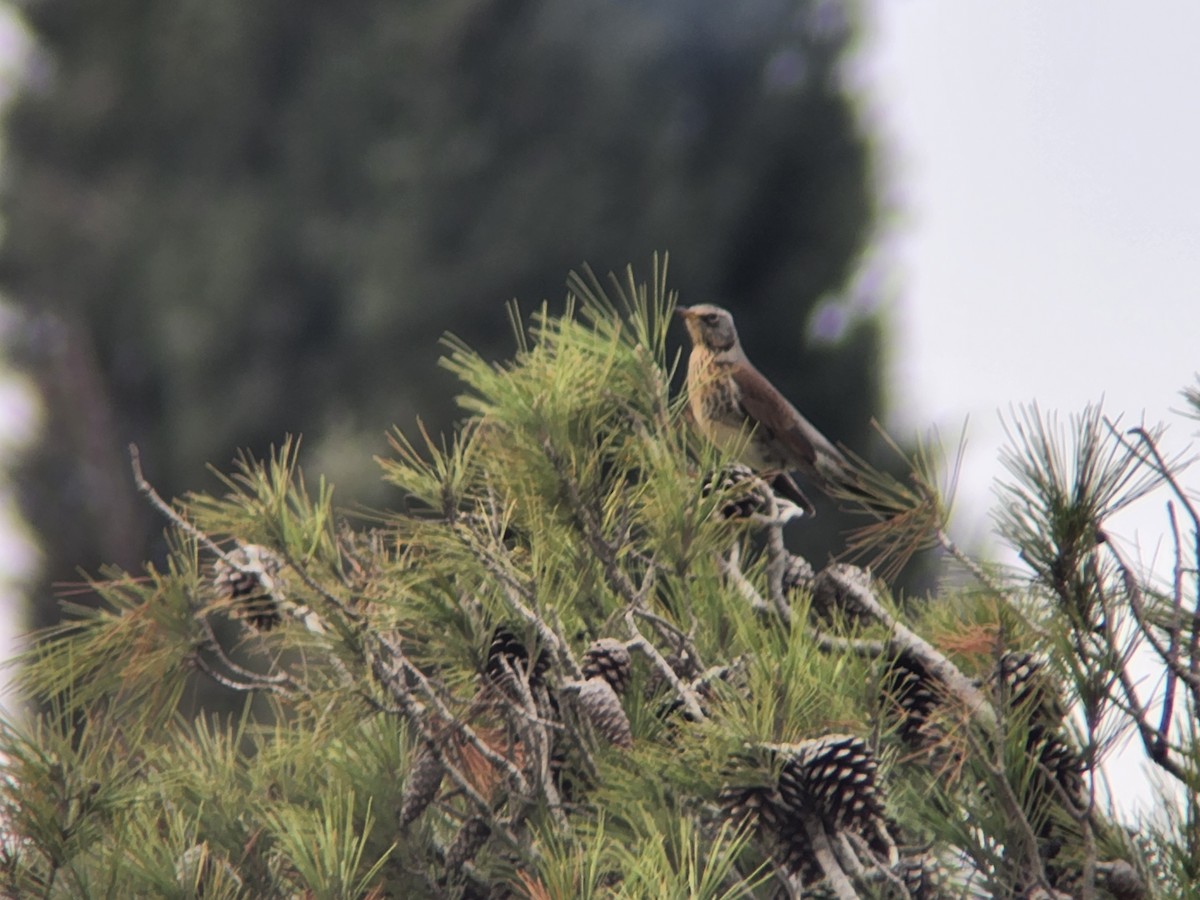 Fieldfare - ML612741593