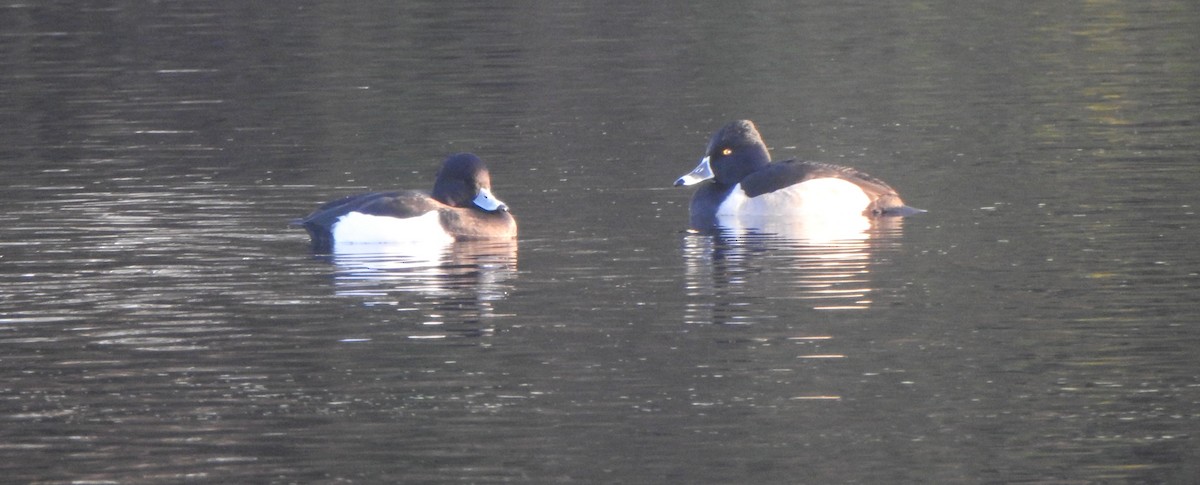 Ring-necked Duck - ML612741673