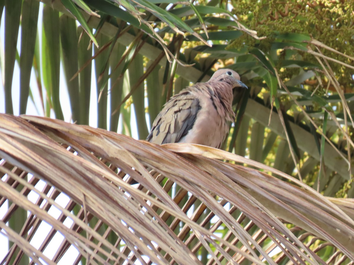 Eared Dove - ML612741773