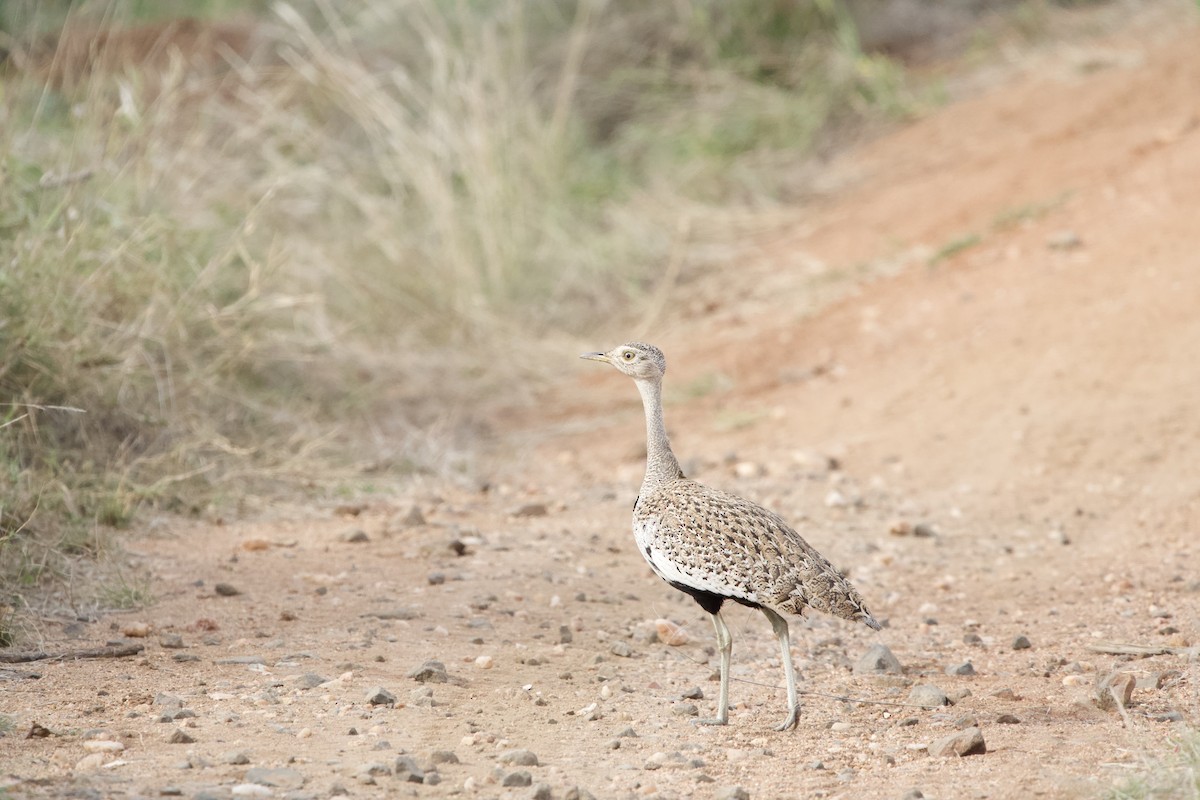 Red-crested Bustard - ML612741785