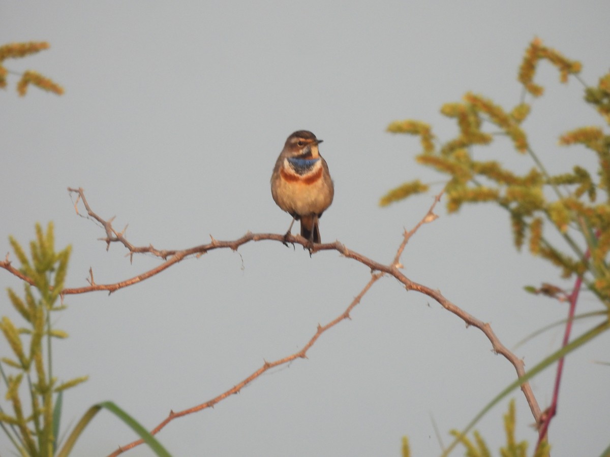 Bluethroat - Ramesh Desai