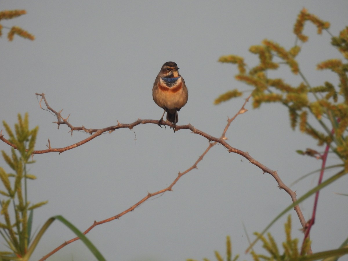 Bluethroat - ML612741889