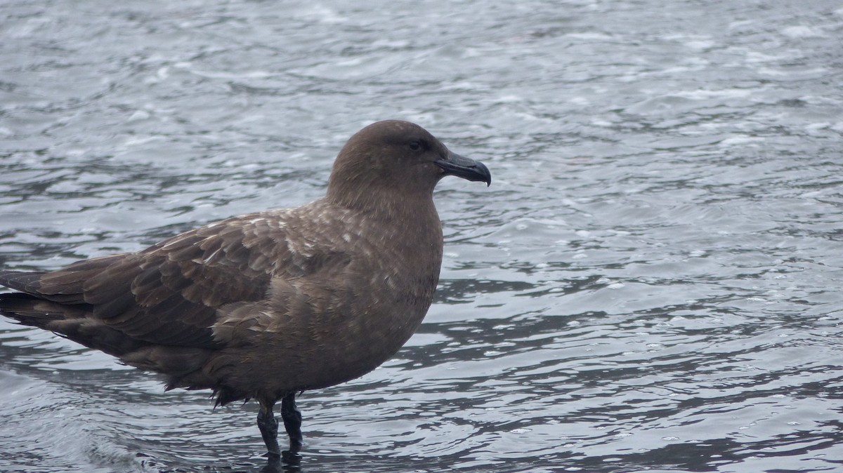 Brown Skua (Subantarctic) - ML612741898