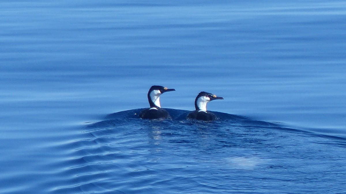 South Georgia Shag - ML612741900