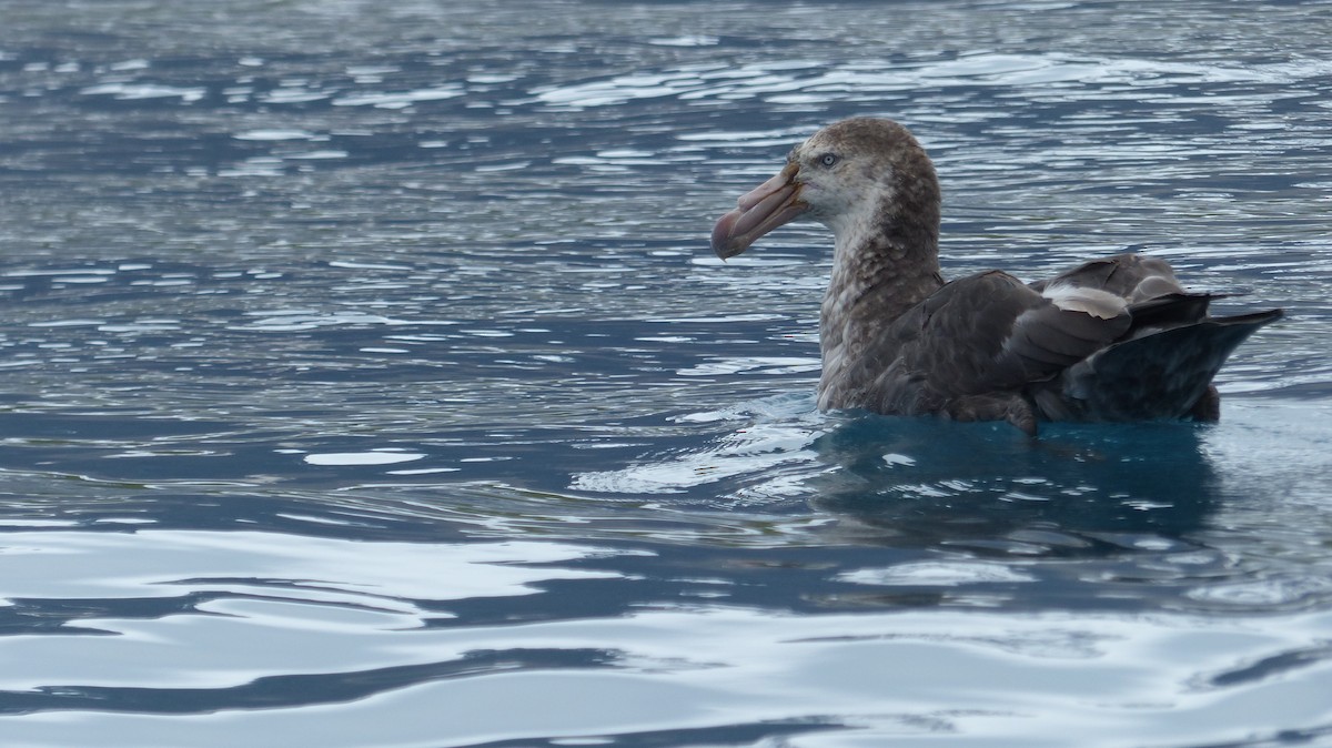 Northern Giant-Petrel - ML612741903