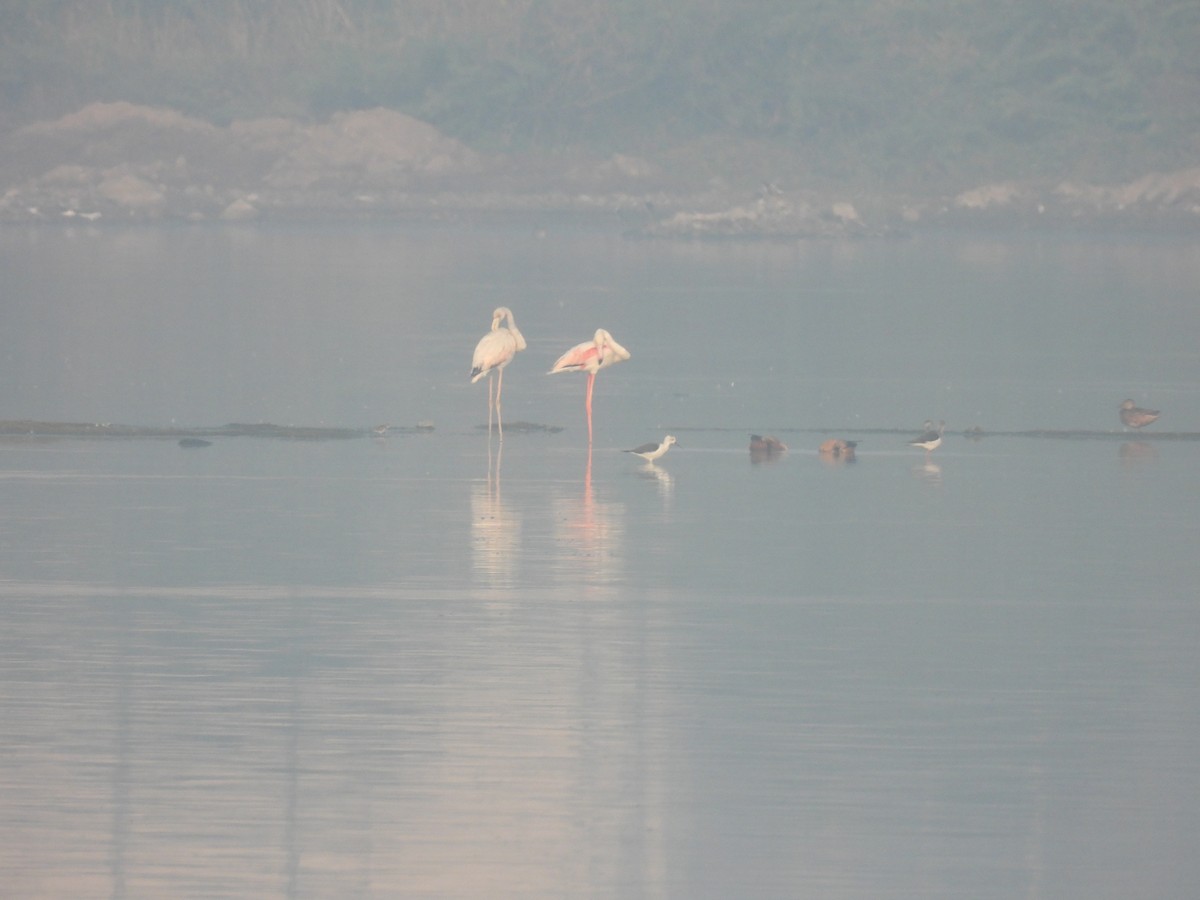 Greater Flamingo - ML612741913