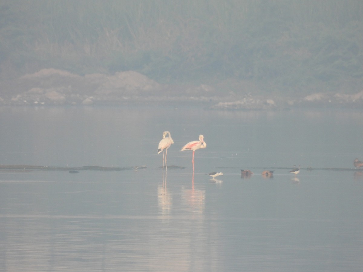 Flamant rose - ML612741914