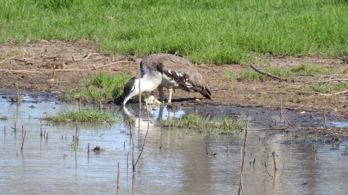 Australian Bustard - ML612741937