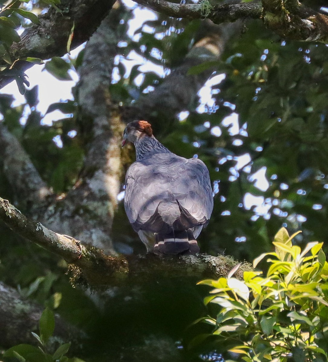 Topknot Pigeon - ML612741954