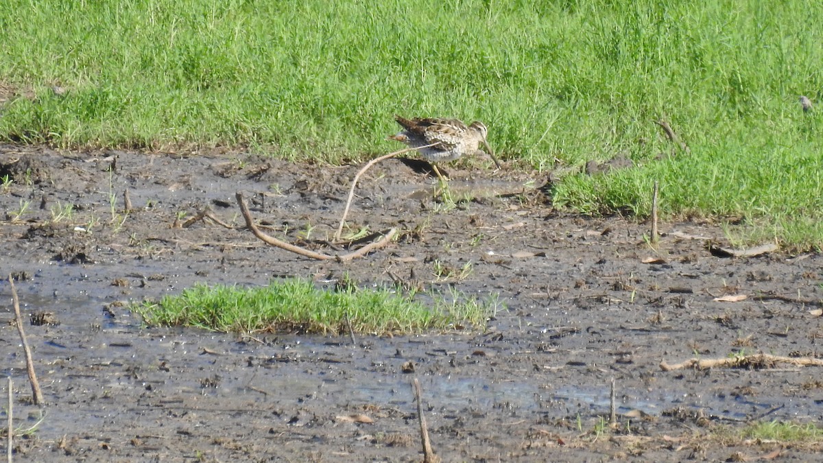 Latham's Snipe - ML612741957