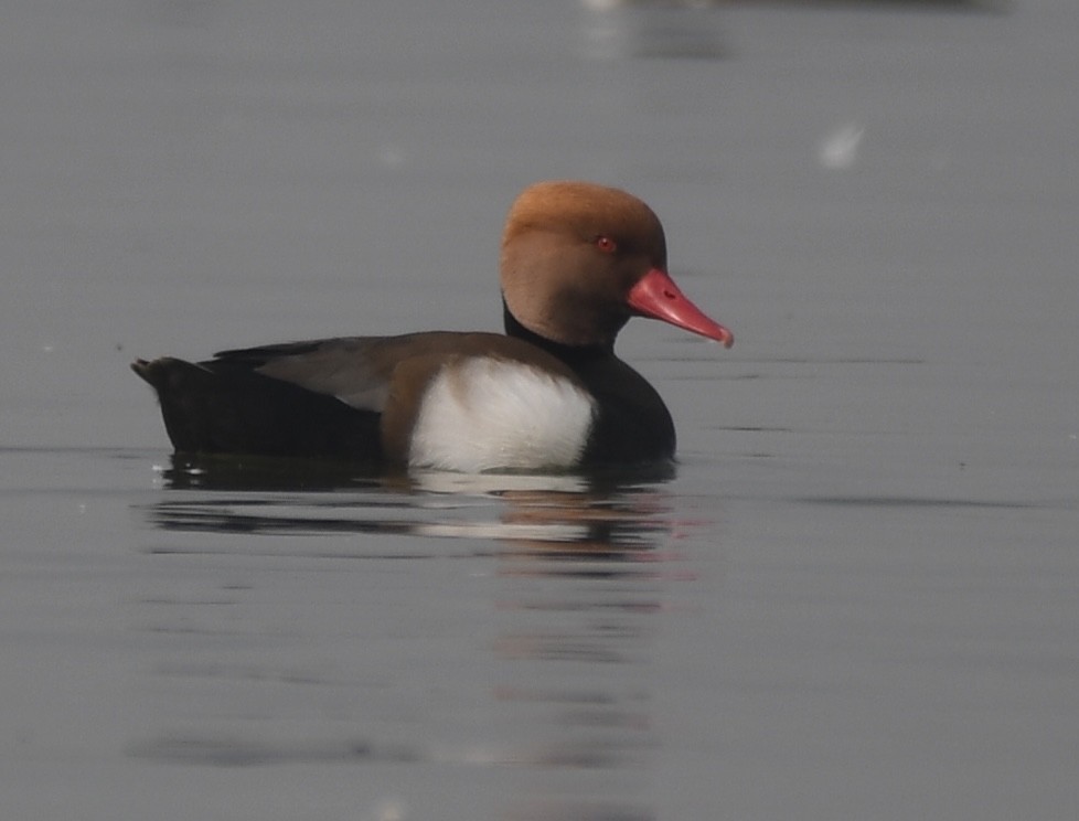 Red-crested Pochard - Amrish  Bidaye