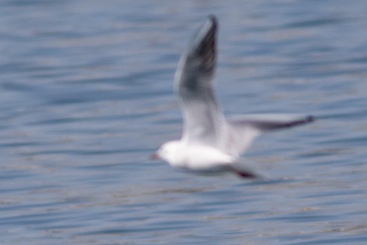 Gaviota Picofina - ML612742017