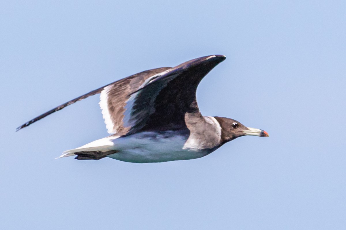 Gaviota Cejiblanca - ML612742025