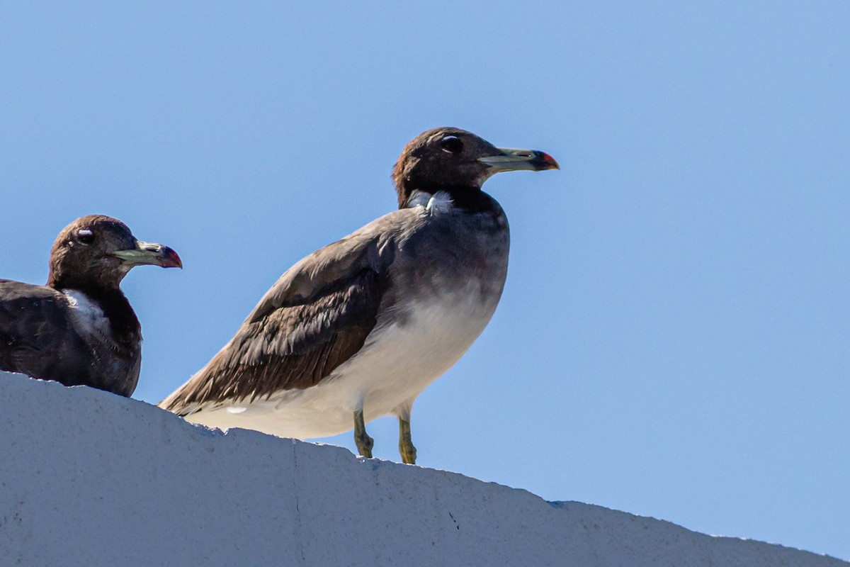 Gaviota Cejiblanca - ML612742027