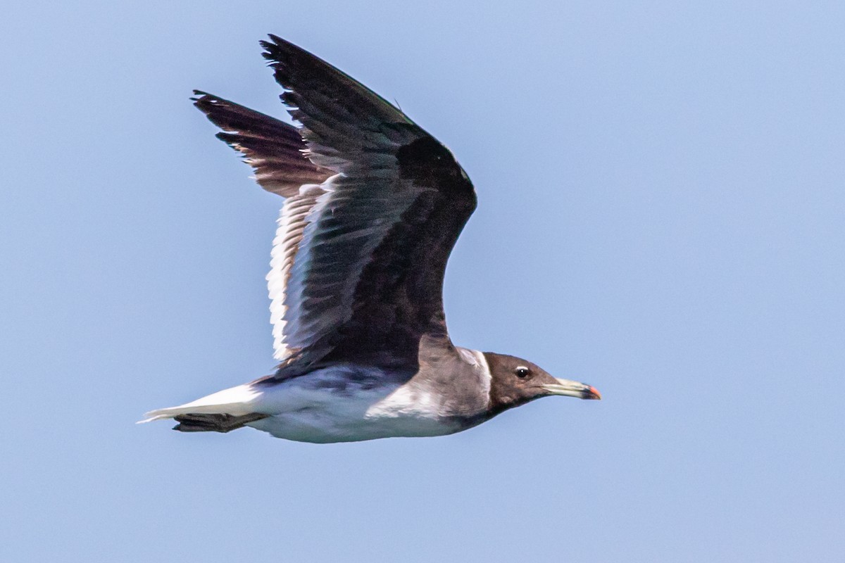 Gaviota Cejiblanca - ML612742028