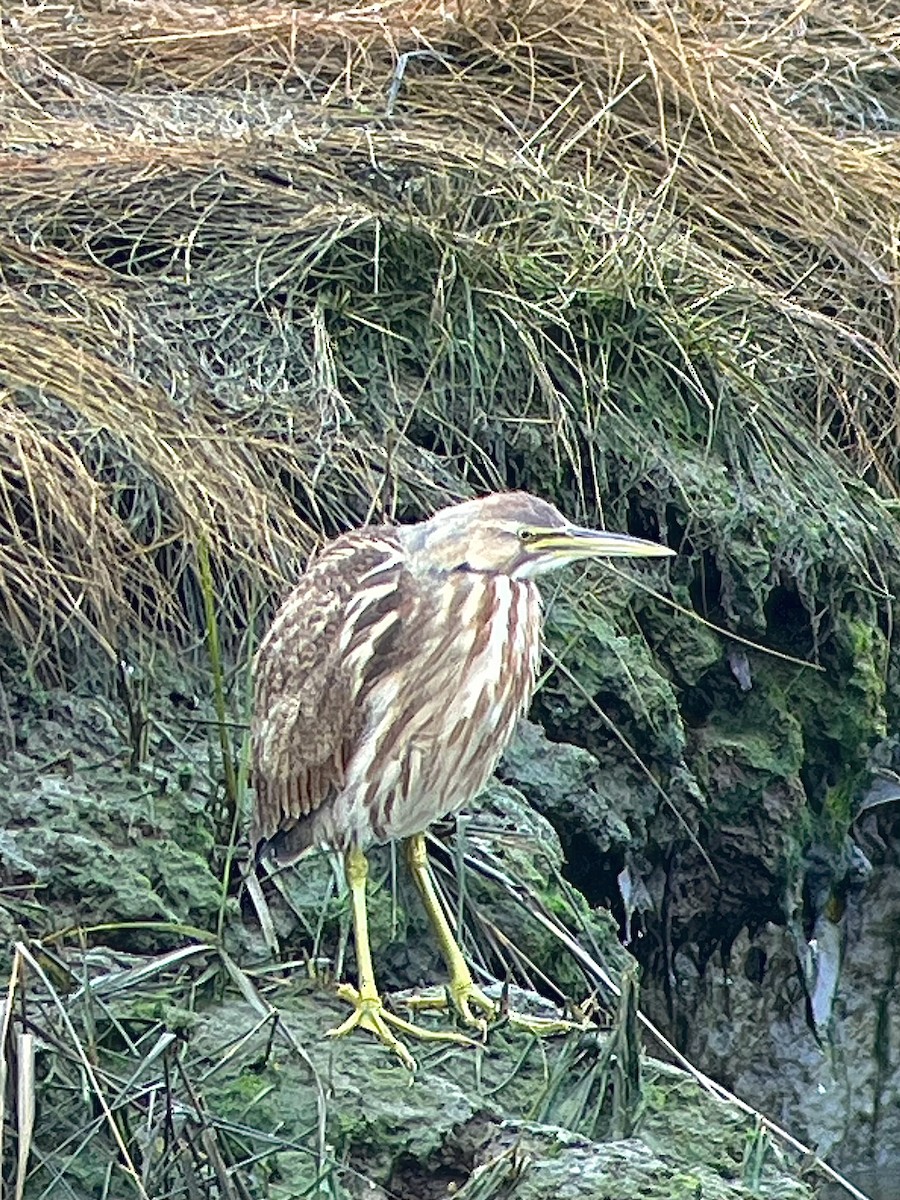 American Bittern - ML612742031