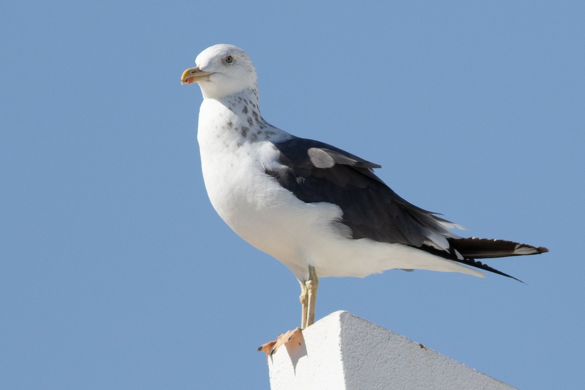 Gaviota del Caspio - ML612742032