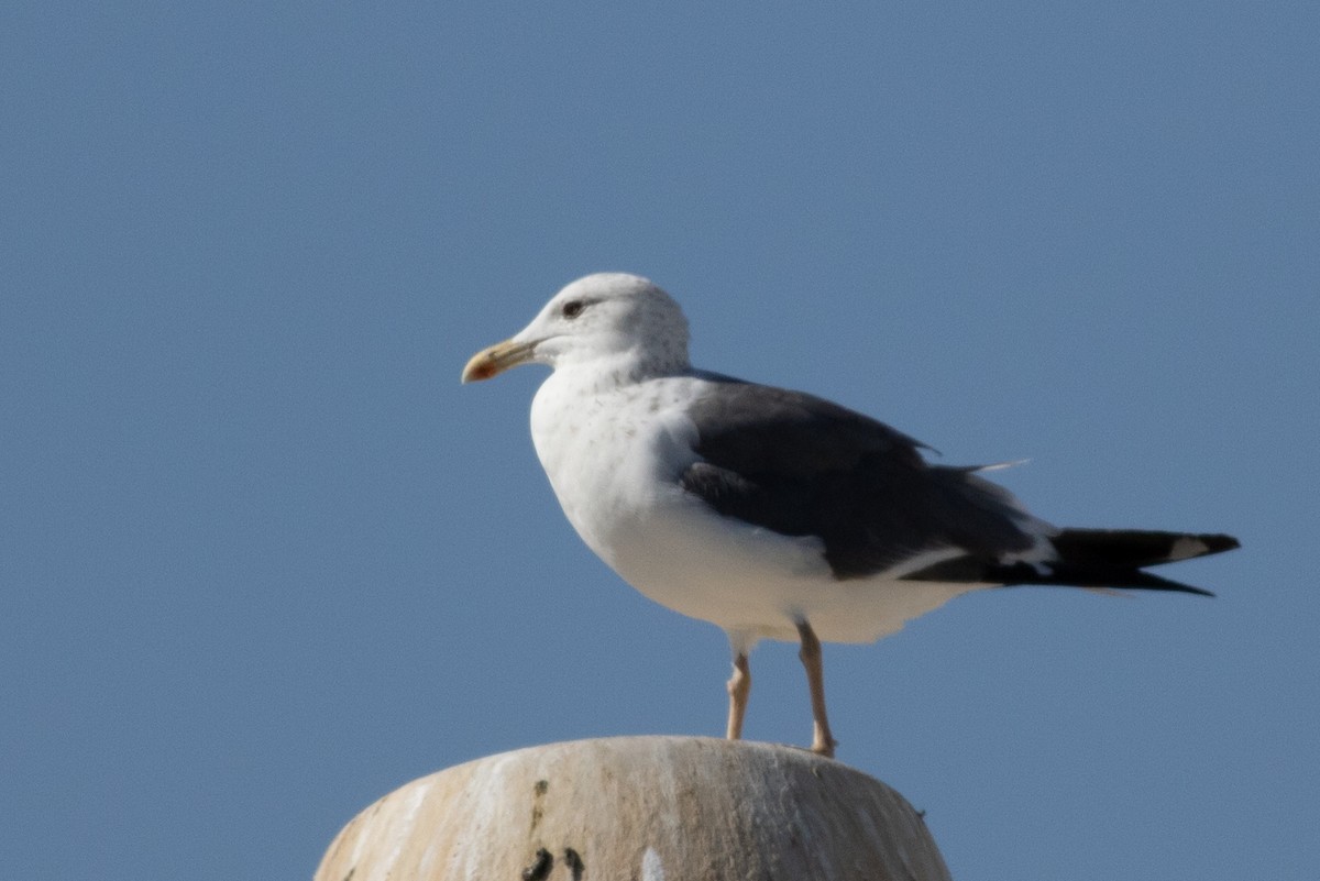 Lesser Black-backed Gull - ML612742036