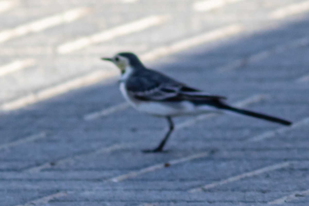 White Wagtail - ML612742041