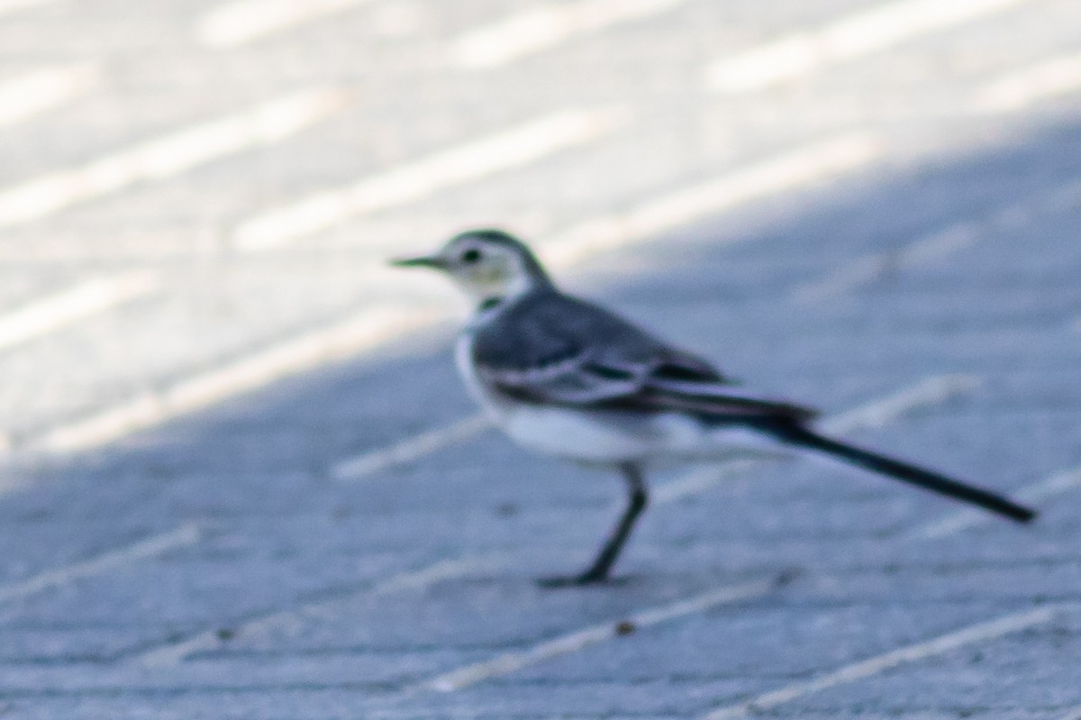 White Wagtail - David Hird