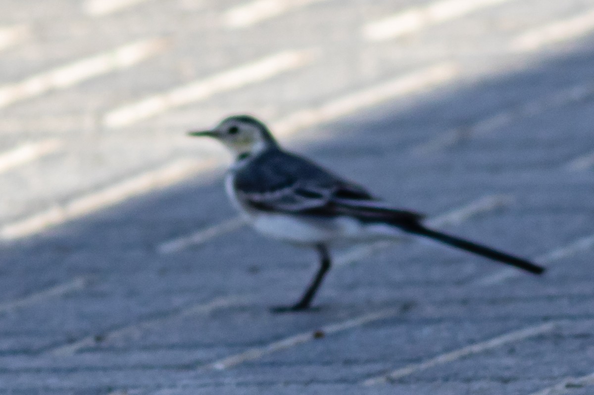 White Wagtail - ML612742043