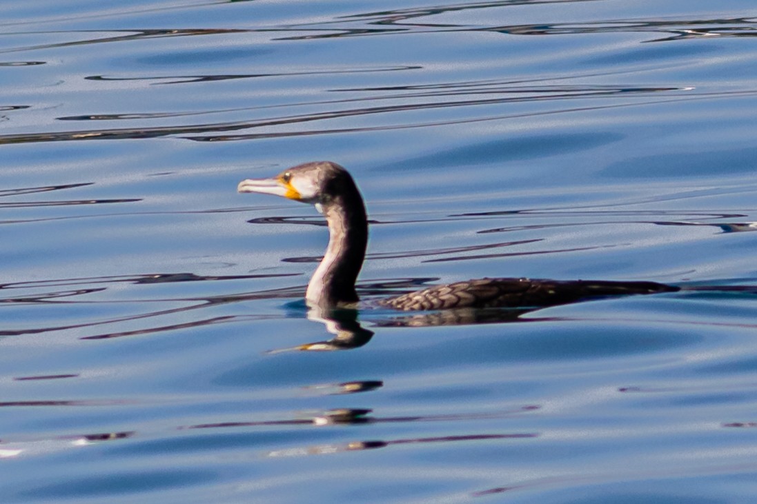 Cormorán Grande - ML612742046