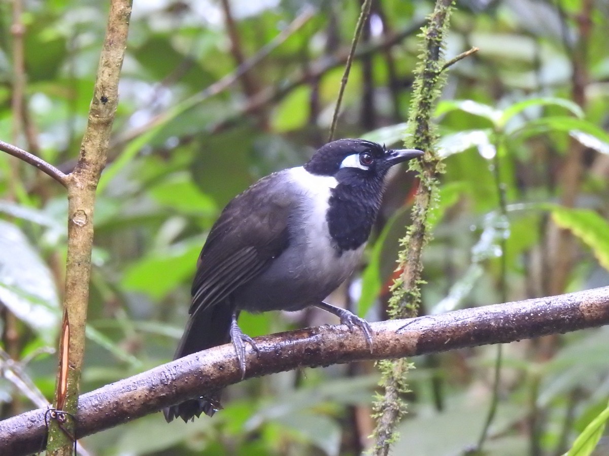 Black-hooded Laughingthrush - ML612742071