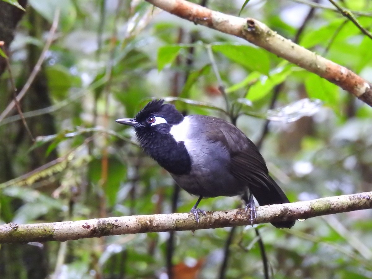 Black-hooded Laughingthrush - ML612742073