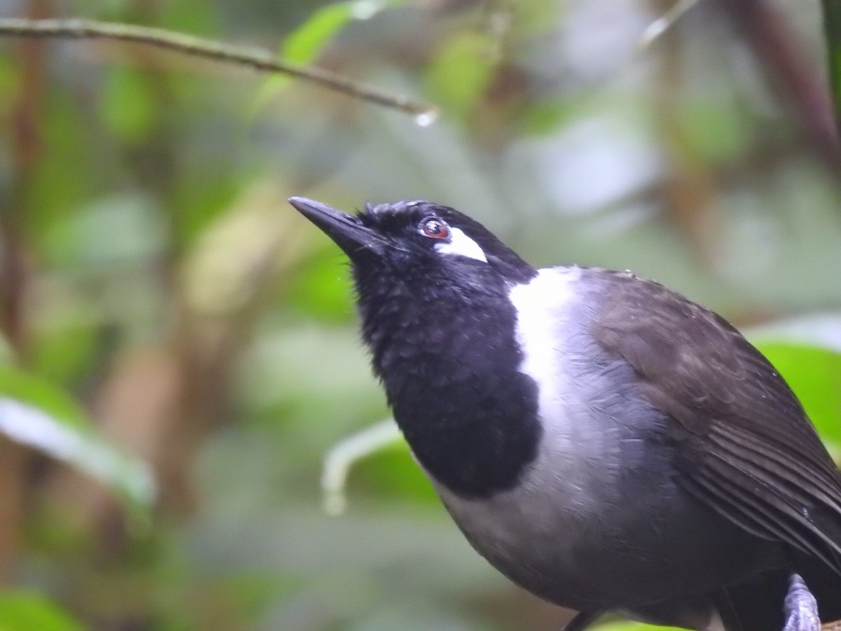 Black-hooded Laughingthrush - ML612742075