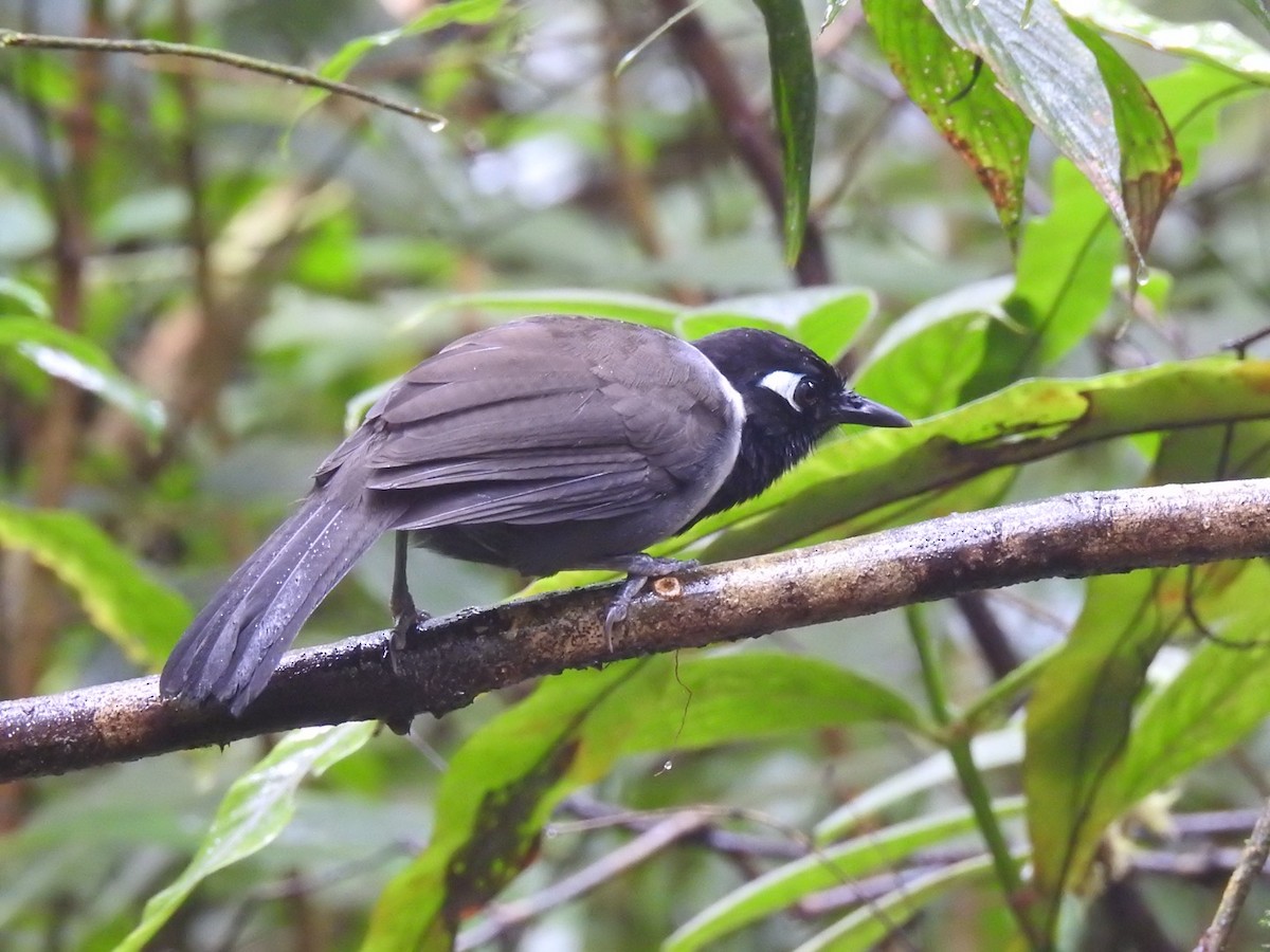 Black-hooded Laughingthrush - ML612742077