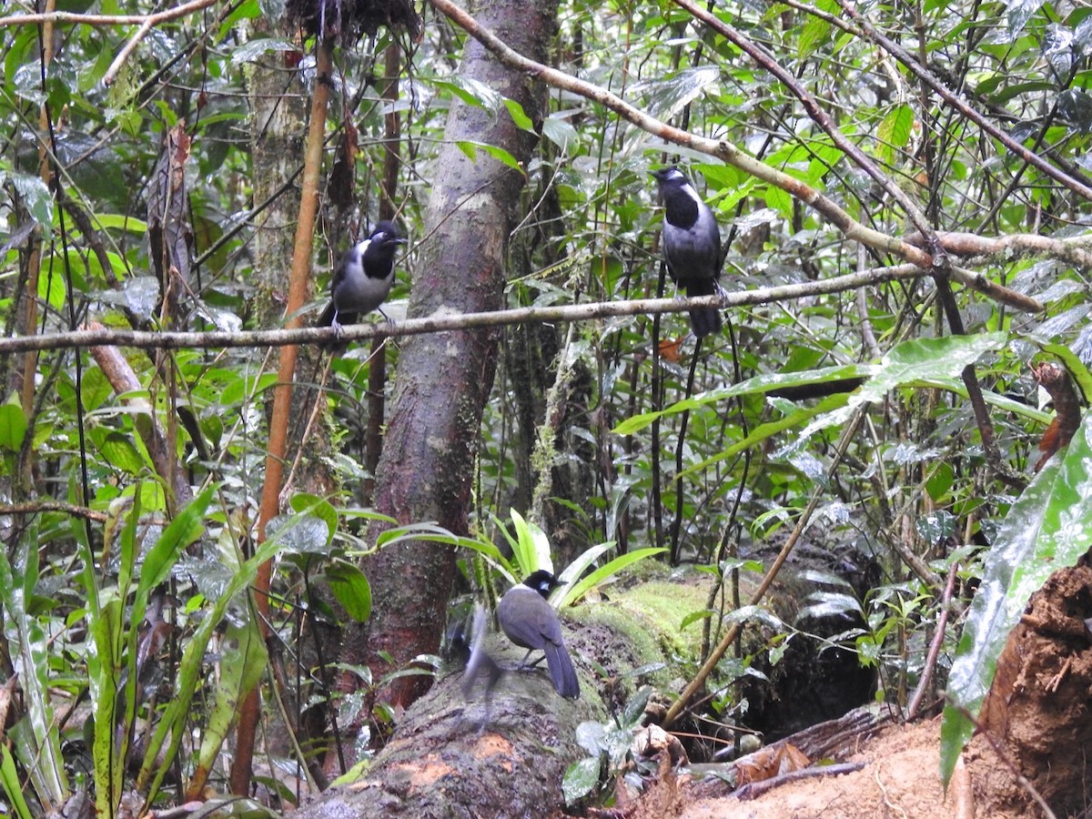 Black-hooded Laughingthrush - ML612742078