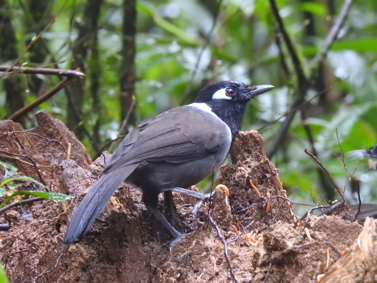 Black-hooded Laughingthrush - ML612742079