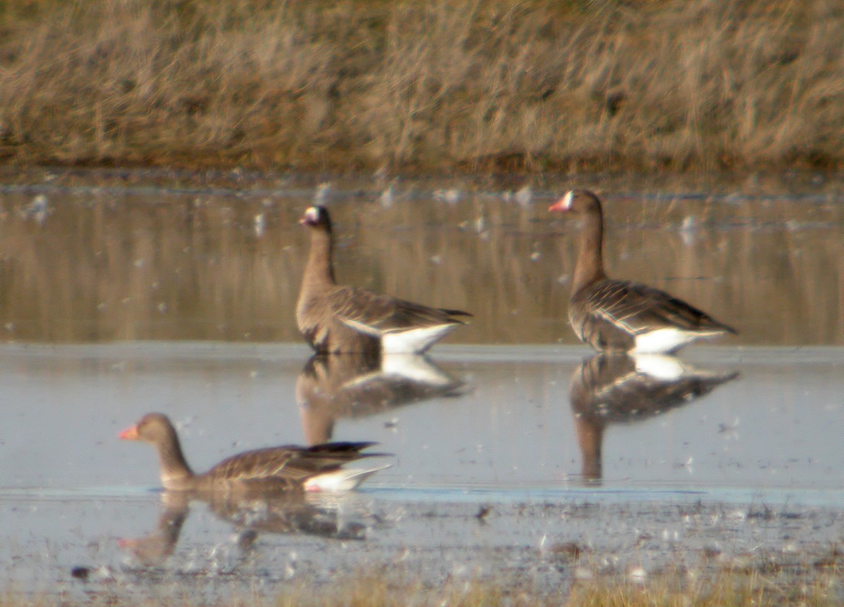 Greater White-fronted Goose - ML612742081