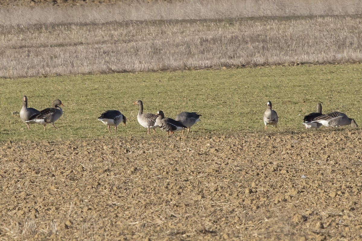 Greater White-fronted Goose - ML612742102