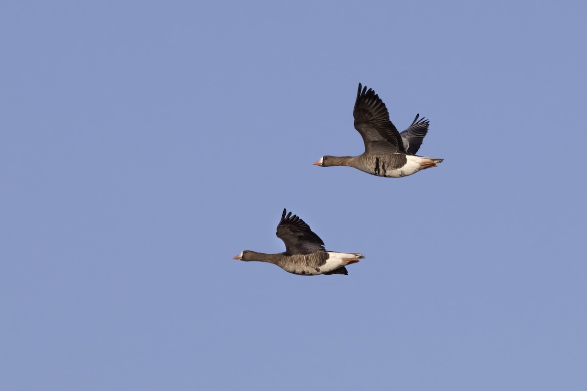 Greater White-fronted Goose - ML612742106