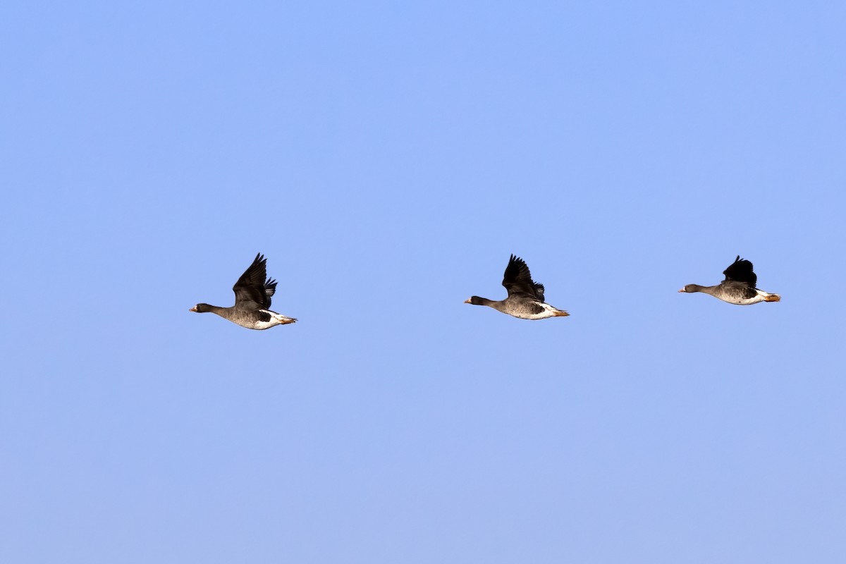 Greater White-fronted Goose - Delfin Gonzalez