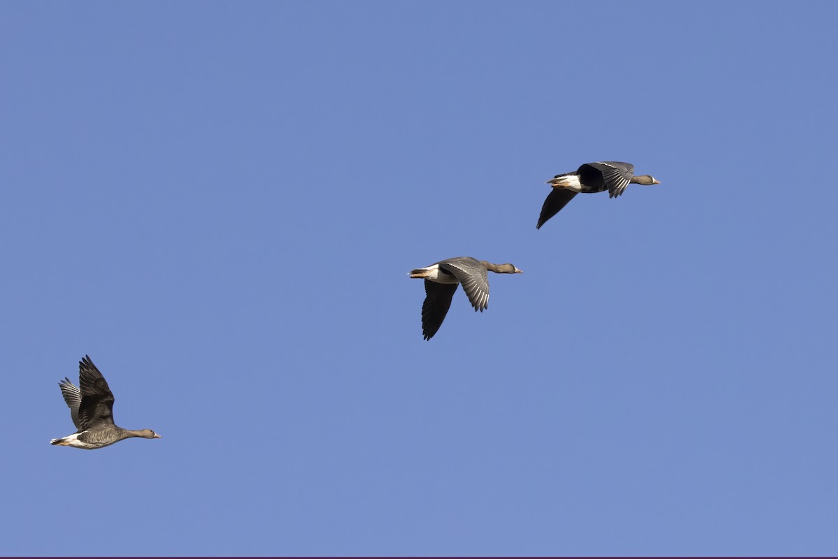 Greater White-fronted Goose - ML612742109