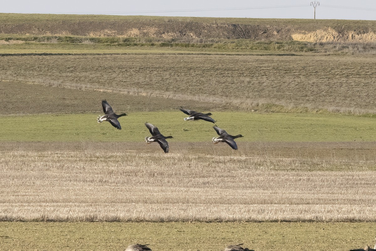 Greater White-fronted Goose - ML612742111