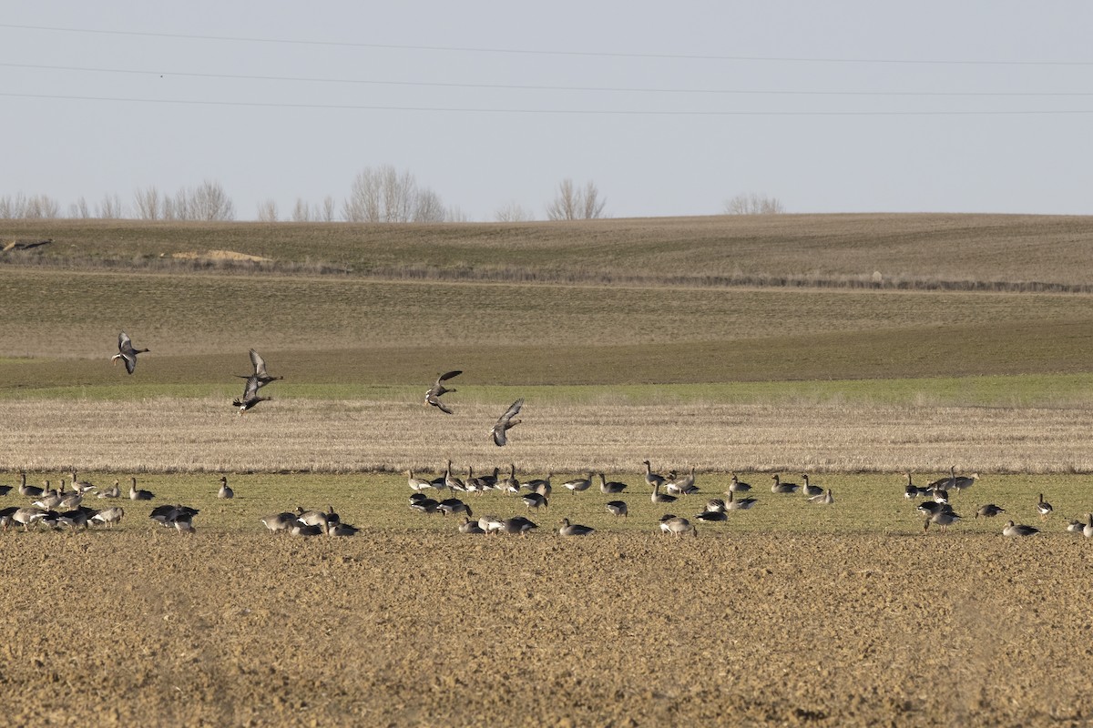 Greater White-fronted Goose - ML612742112