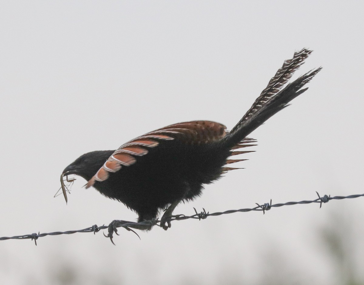 Pheasant Coucal - ML612742134