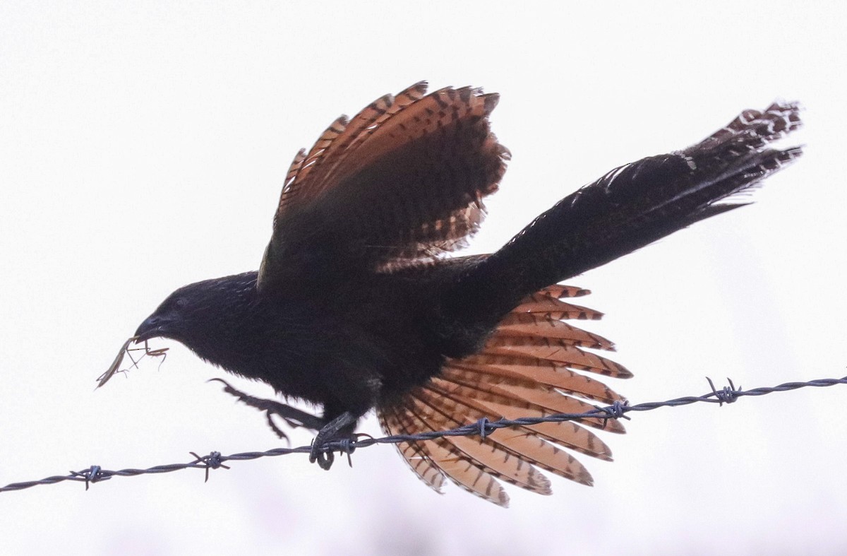 Pheasant Coucal - ML612742135