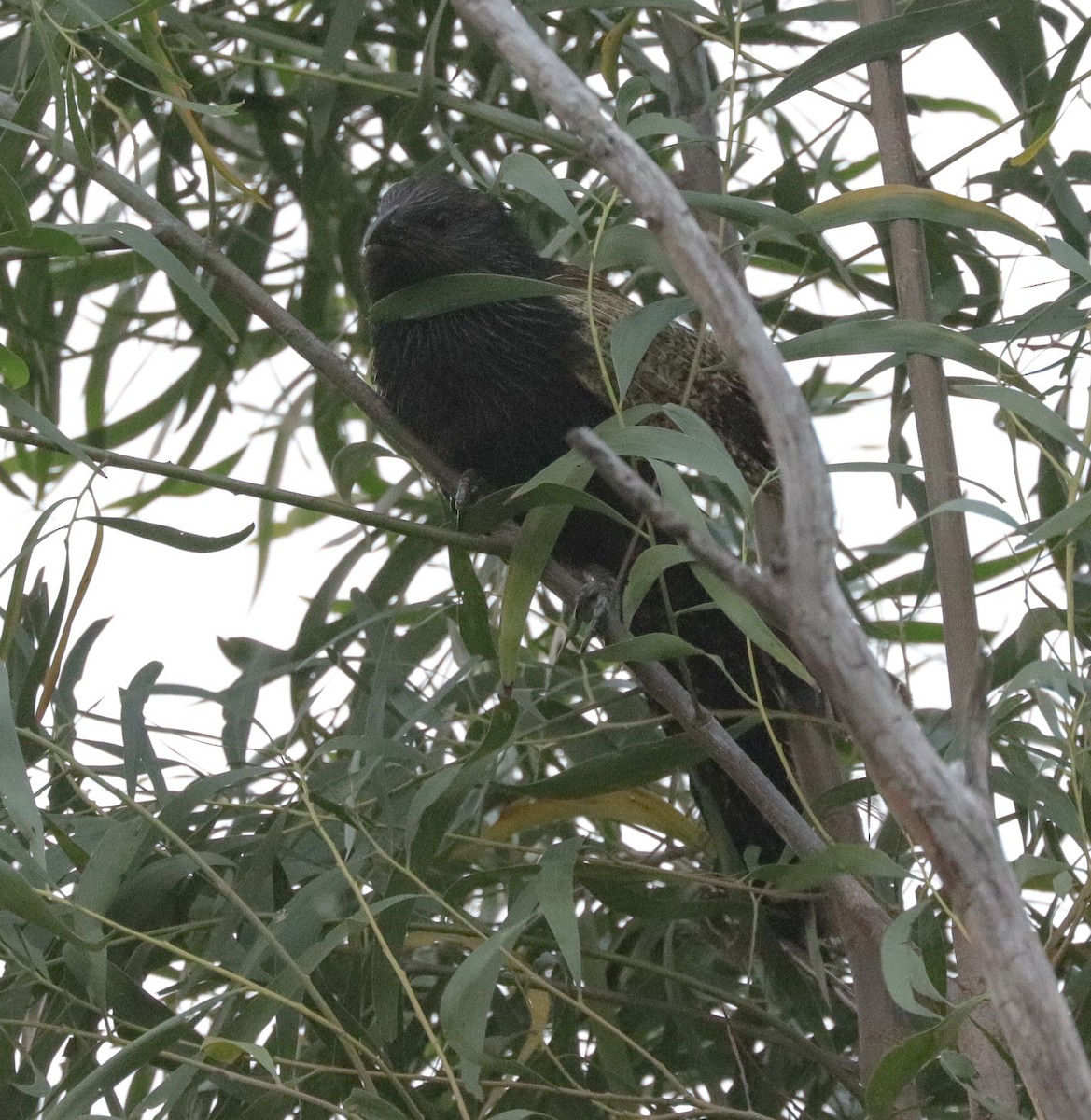 Pheasant Coucal - ML612742138