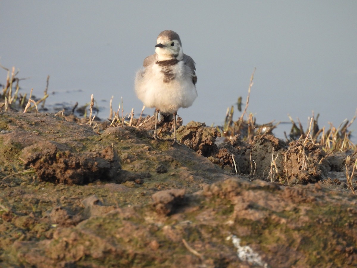 White Wagtail - ML612742190