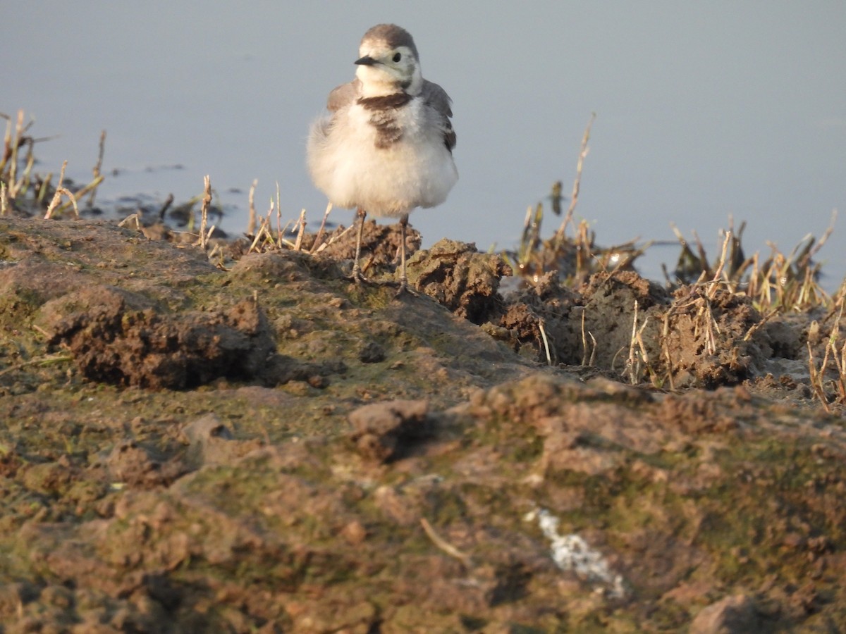 White Wagtail - ML612742191