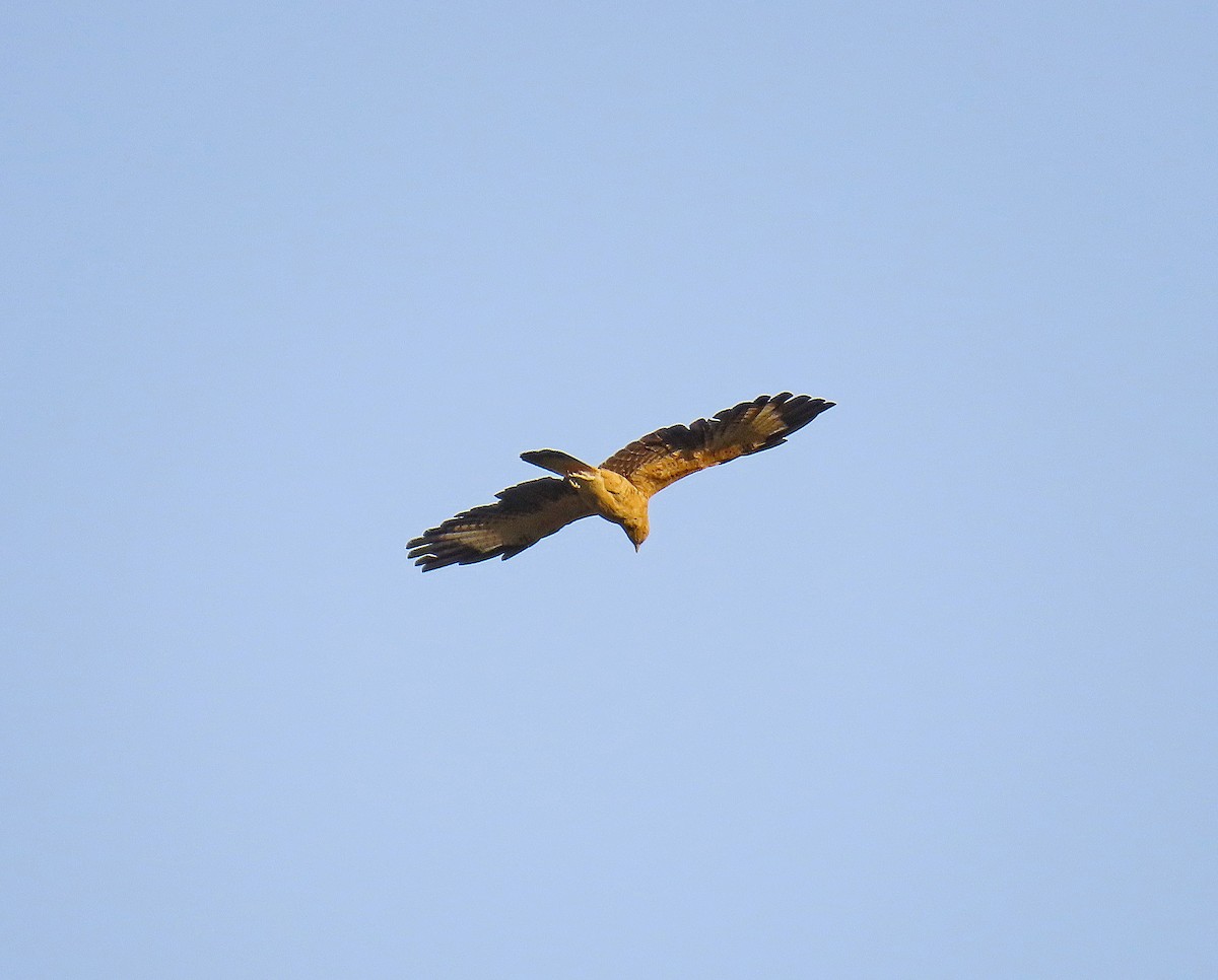 Yellow-headed Caracara - ML612742206