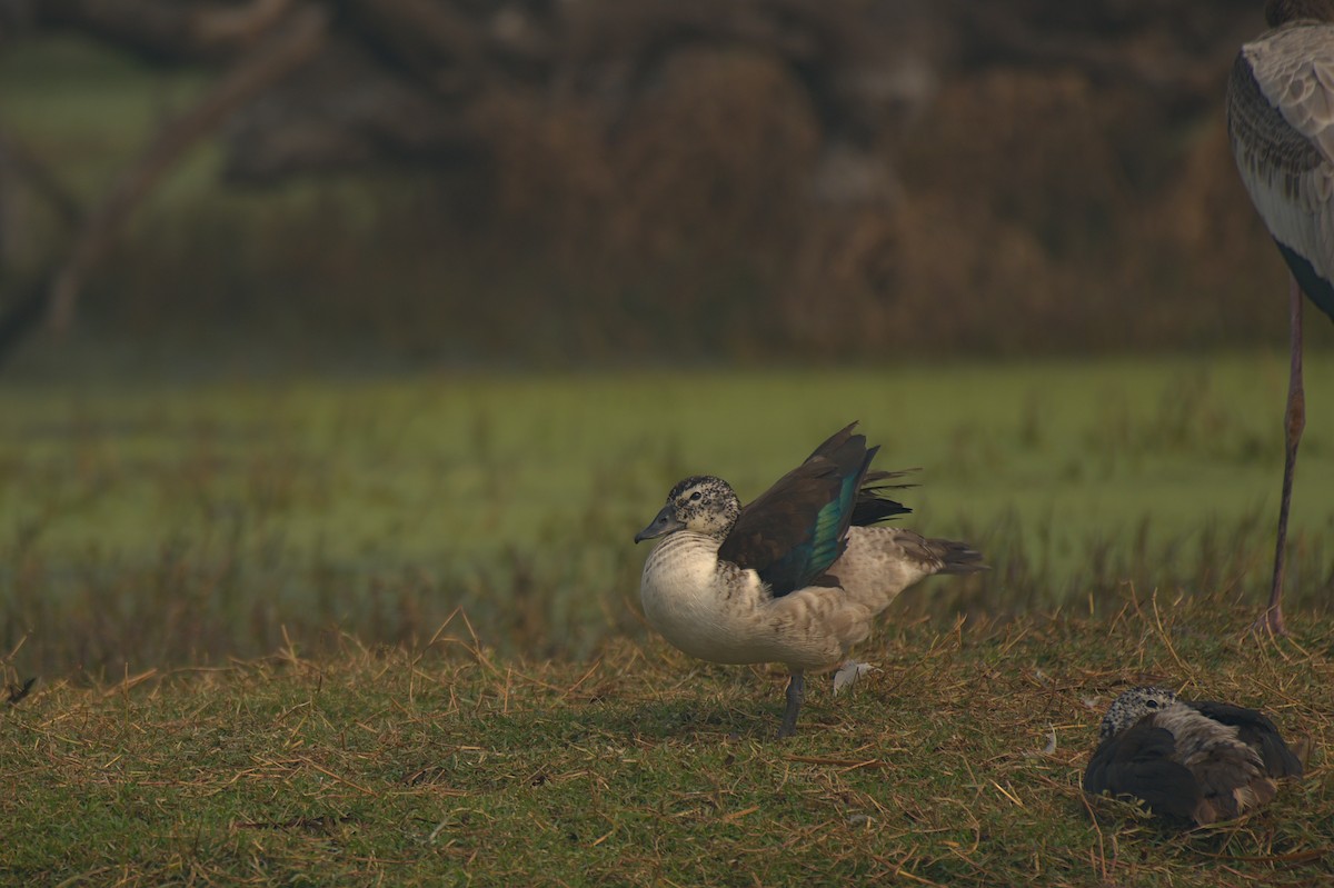 Knob-billed Duck - ML612742236