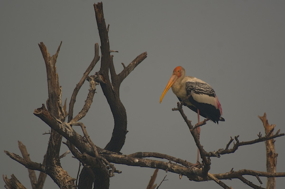 Painted Stork - ML612742242